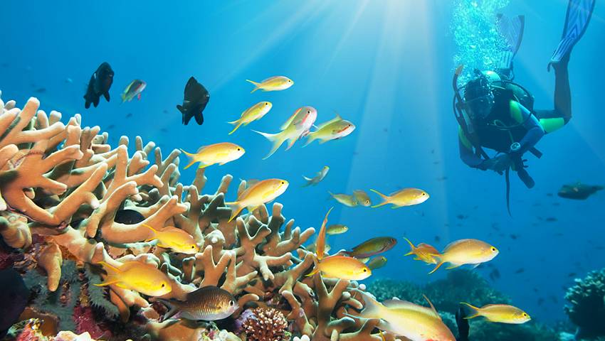 Buceo_Mahahal